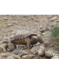 گونه لاکپشت آسیایی Russian Turtle